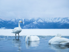 Whooper swan in Japan.