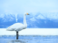 Whooper swan in Japan.