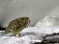 Blakiston's fish owl in Japan.