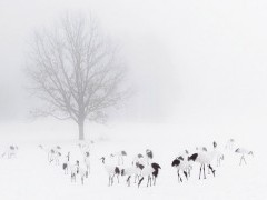 Red-crowned cranes in Japan