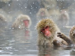 Japanese macaque.