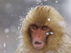 Japanese macaque.