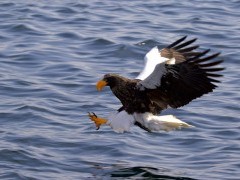 Steller's sea eagle in Japan.