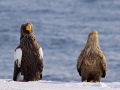 Steller's sea eagles in Japan.