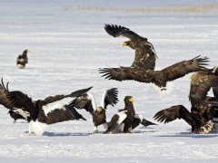 Steller's sea eagles in Japan.