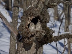 Ural owl in Hokkaido, Japan.