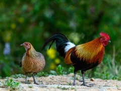 Junglefowl