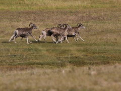 Argali in Mongolia
