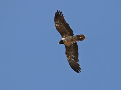 Bearded vulture in Mongolia