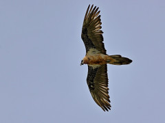 Bearded vulture in Mongolia