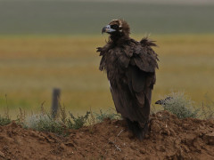 Cinereous vulture in Mongolia