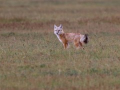 Corsac fox in Mongolia.