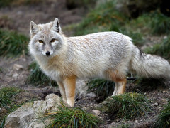 Corsac fox in Mongolia