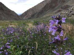 Dracocephalum sage in Khovd, Mongolia.