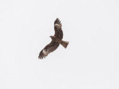 Black-eared kite in Mongolia