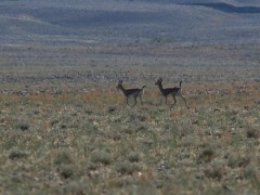 Black-tailed gazelle in Mongolia.