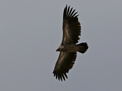 Himalayan griffon vulture in Mongolia