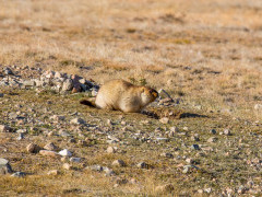Tarbagan marmot in Mongolia