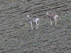 Argali in Mongolia.