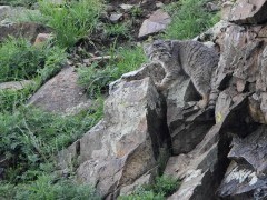 Pallas's cat in Mongolia.