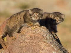 Pallas's cat in Mongolia.