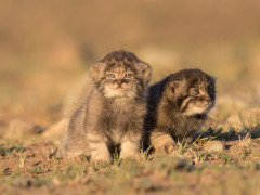 Pallas's cat in Mongolia.
