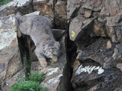 Pallas's cat in Mongolia.