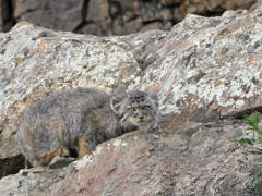 Pallas's cat in Mongolia.