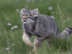 Pallas's cat in Mongolia.