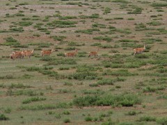 Mongolian gazelle.