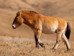 Przewalski's horse in Mongolia
