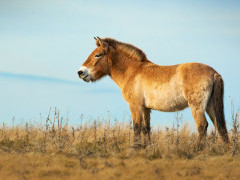 Przewalski's horse in Mongolia