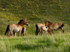 Przewalski's horse in Mongolia