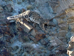 Snow leopard in Mongolia