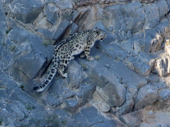 Snow leopard in Mongolia