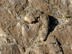 Snow leopard in Mongolia