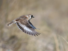 Snowfinch in Mongolia