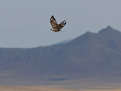 Upland buzzard in Mongolia