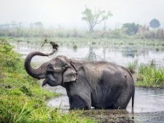 Asian elephant in Royal Chitwan National Park, Nepal