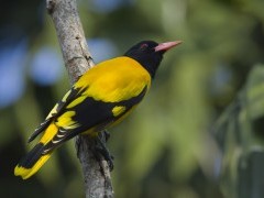 Black-hooded oriole in Nepal