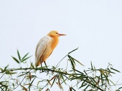 Eastern cattle egret in Pokhara, Nepal