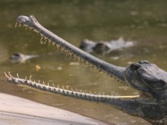 Gharial in Chitwan National Park, Nepal