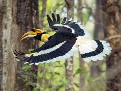 Great hornbill in Royal Chitwan National Park, Nepal