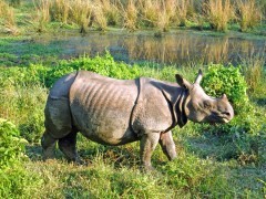 Greater one-horned rhinoceros in Chitwan National Park, Nepal