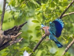 Indian roller in Bardia National Park, Nepal