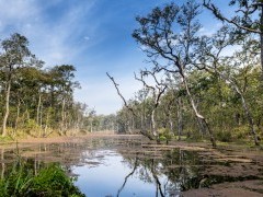 Jungle in Royal Chitwan National Park, Nepal