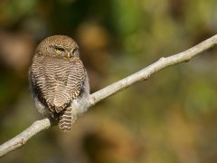 Jungle owlet in Bardia National Park, Nepal