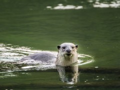 Smooth-coated otter in Bardia National Park, Nepal