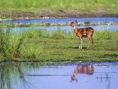 Spotted deer in Bardia National Park, Nepal