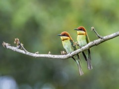 Chestnut-headed bee-eater in the Terai, Nepal